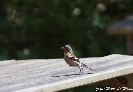 un pinson des arbres