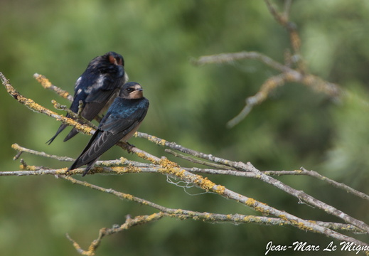 hirondelles rustiques
