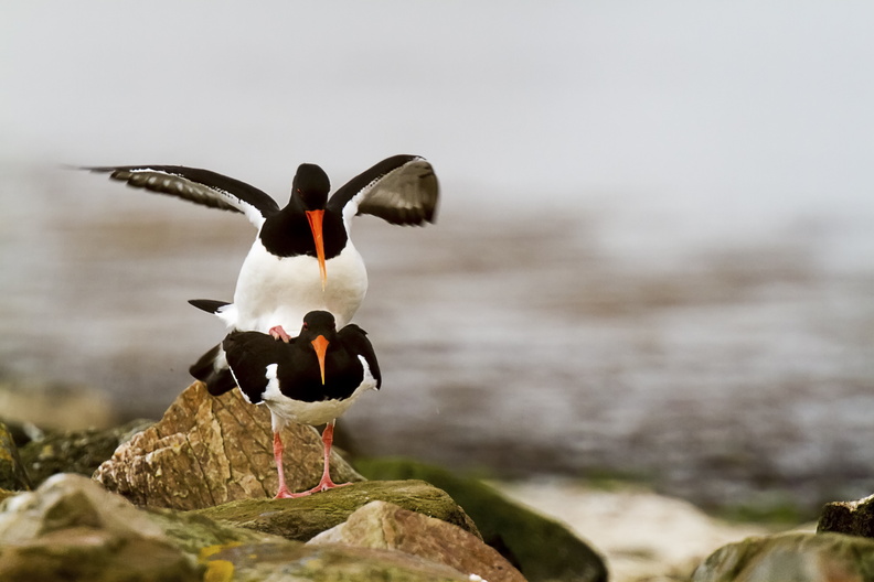 0216270073-c'est la nature 1_MG_8137-Modifier.jpg